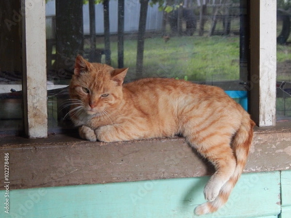 Obraz orange cat on window