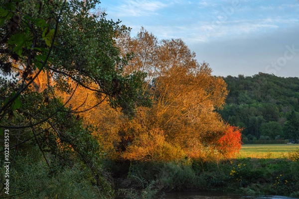 Obraz autumn landscape with trees