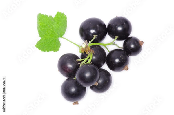 Obraz Black currant on the white background