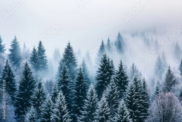 Fototapeta It's misty in the forest on an early winter morning, and there are snow-covered trees