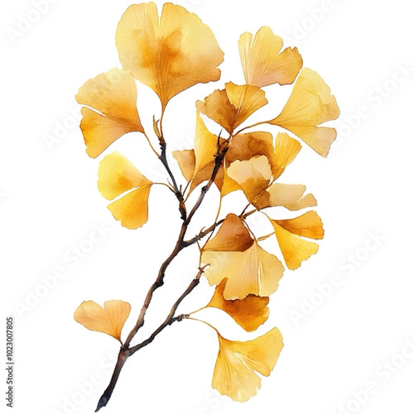Fototapeta a ginkgo branch with yellow leaves