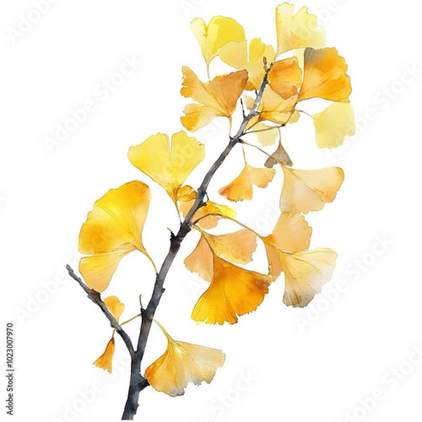 Fototapeta a ginkgo branch with yellow leaves