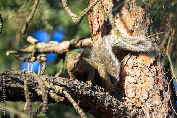 Obraz a cute squirrel on a pine tree