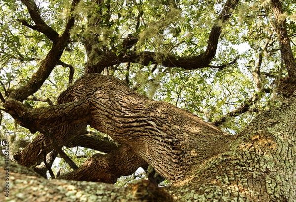 Obraz oak tree