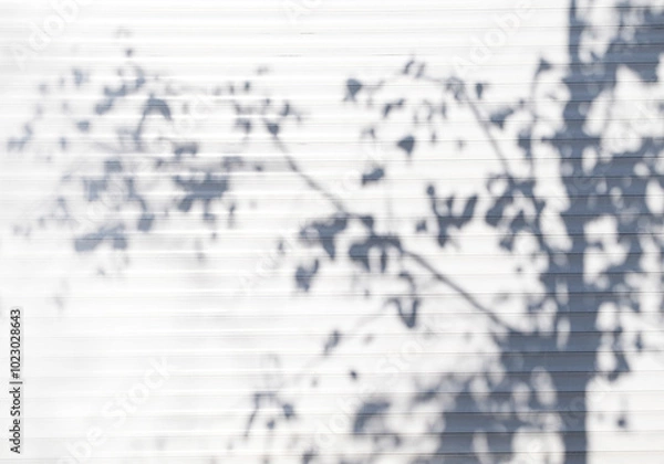 Fototapeta shadow of tree leaves on a white wall. Abstract neutral nature concept blurred background