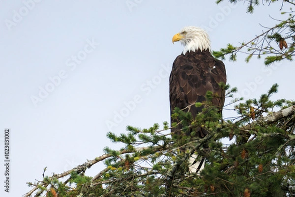 Obraz a bald eagle sits on a pine tree