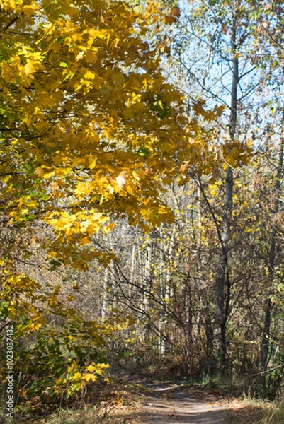 Obraz autumn in the forest