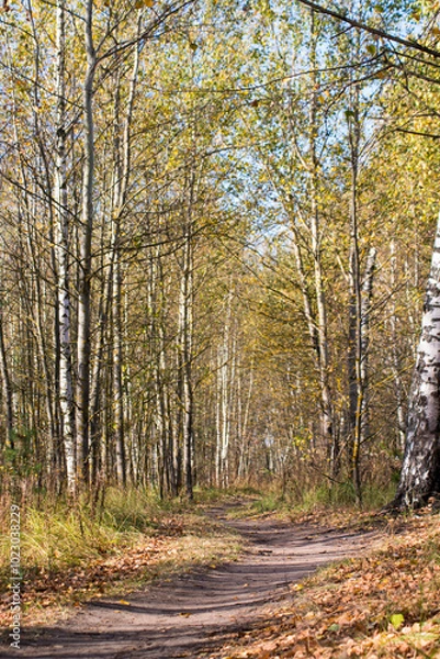 Obraz autumn in the forest