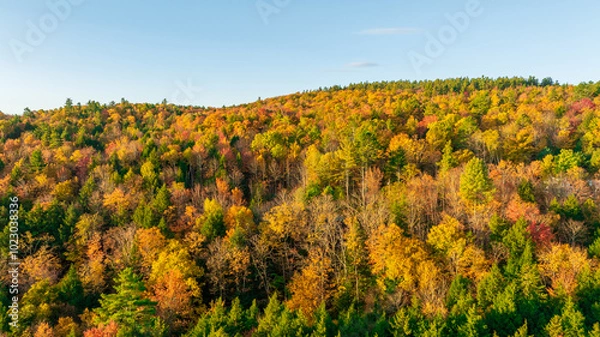 Fototapeta Aerial view of a vibrant forest showcasing the colorful fall foliage. The trees display shades of yellow, orange, and red, capturing the beauty of the autumn season from above