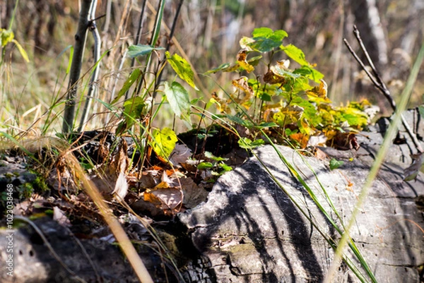Obraz moss on the ground