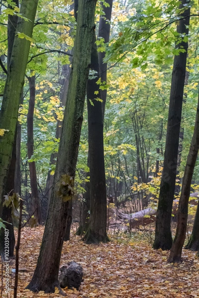 Obraz forest in autumn