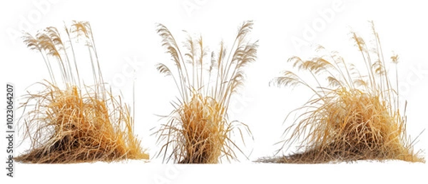 Obraz dry grass png transparent background