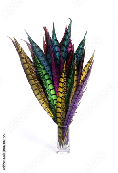 Fototapeta Pheasant feathers on white background