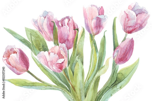 Fototapeta Tulips bouquet watercolor illustration