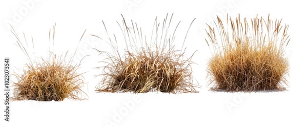 Obraz brown grass png transparent background