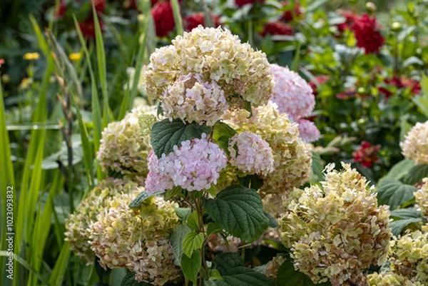 Fototapeta Hydrangea arborescens Candybelle Lollypop (Bubblegum) flowers in garden