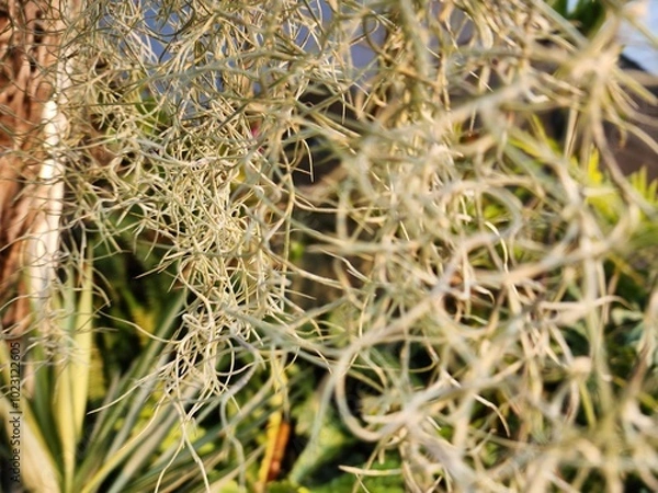 Obraz close up of grass