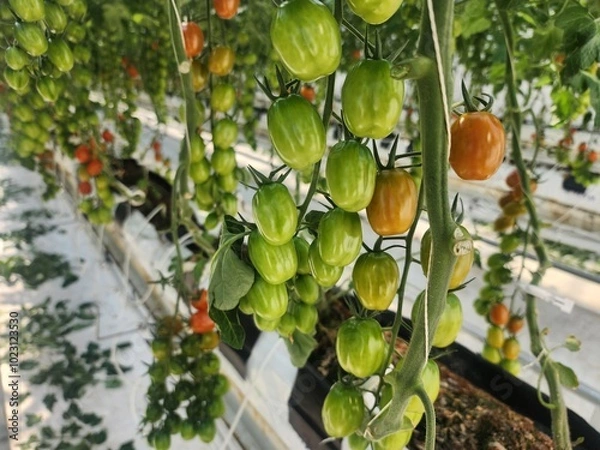 Obraz tomatoes