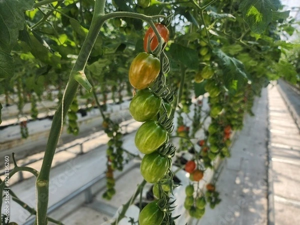 Obraz tomatoes in the garden