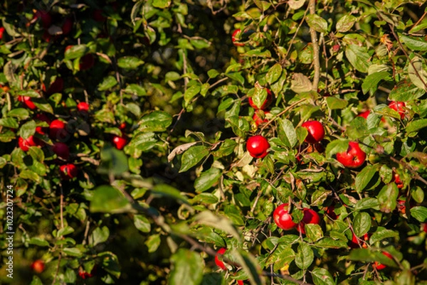 Fototapeta Red Apples on a Tree in an Orchard