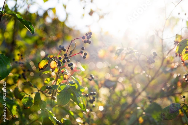 Fototapeta Close-Up of Berries on a Branch with Sunlit Bokeh in a Nature Setting