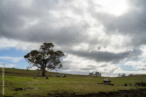 Fototapeta beautiful cattle in Australia  eating grass, grazing on pasture. Herd of cows free range beef being regenerative raised on an agricultural farm. Sustainable farming