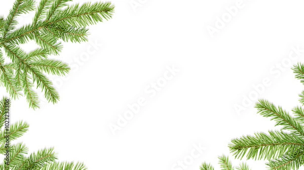 Fototapeta background of fir branches on white isolated background