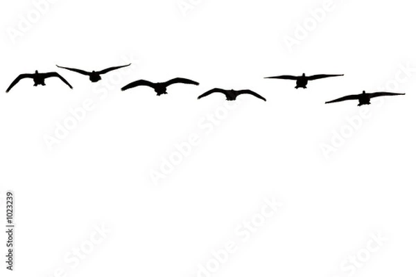 Fototapeta canadian geese isolated on white background