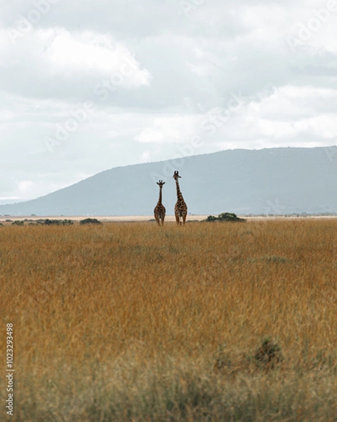 Obraz 2 giraffes in Maasai Mara field.  mountain background. Kenya.