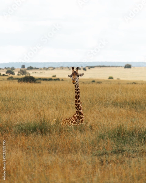 Obraz Sitting giraffes in Maasai Mara field.  mountain background. Kenya.