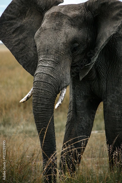 Obraz Close up shot of African elephant in maasai mara field. mountain background. Kenya.