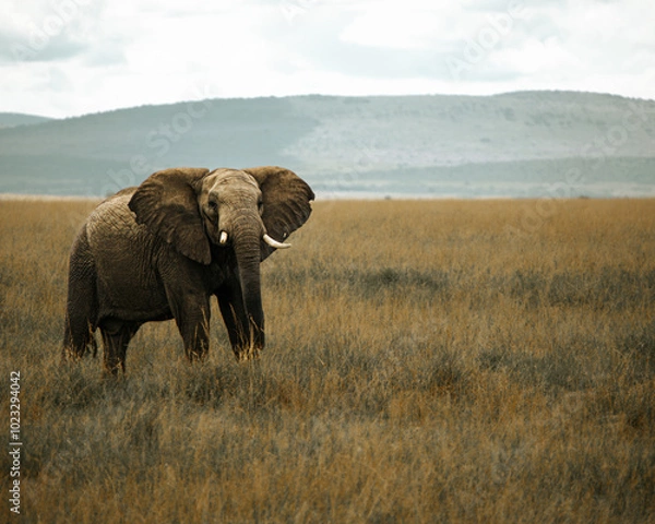 Obraz African elephant  in maasai mara field.  mountain background. Kenya.