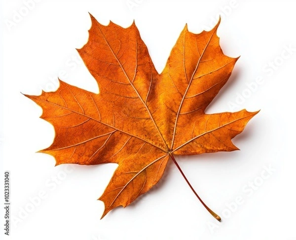Fototapeta Angular orange autumn leaf isolated on white. Northern Red Oak.