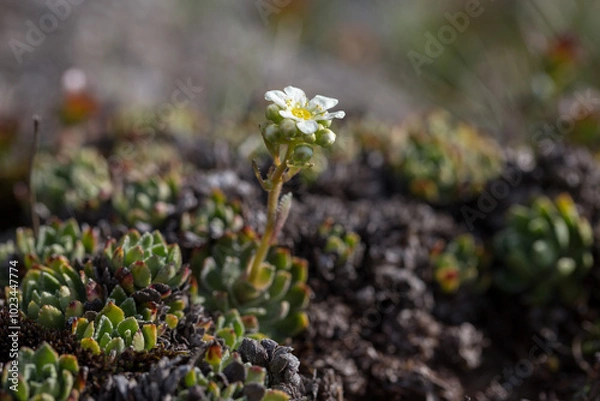 Fototapeta Saxifraga paniculata (alpine saxifrage, encrusted saxifrage, lifelong saxifrage) is a flowering plant in the heath family Saxifragaceae. Saxifraga paniculata is a unique plant of the Carpathian