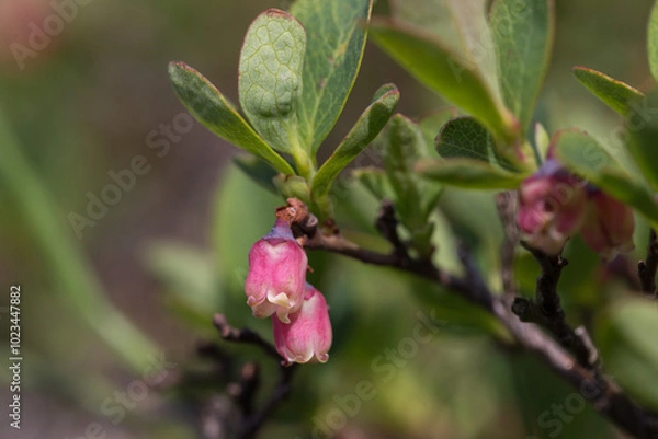 Obraz Vaccinium uliginosum (bog bilberry, bog blueberry, northern bilberry or western blueberry) is a flowering plant in the heath family Ericaceae. Vaccinium uliginosum subsp. microphyllum.