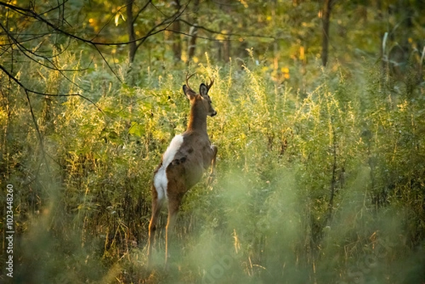 Fototapeta A white-tailed deer buck jumps over tall grasses in the woods of New Jersey during autumn