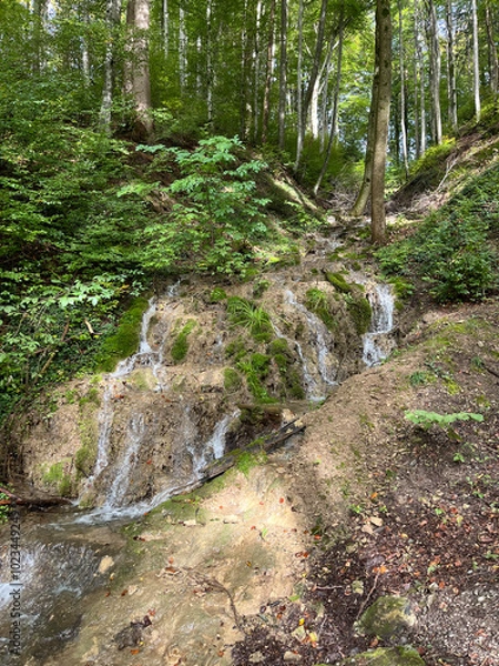 Obraz Little river flowing through a forest
