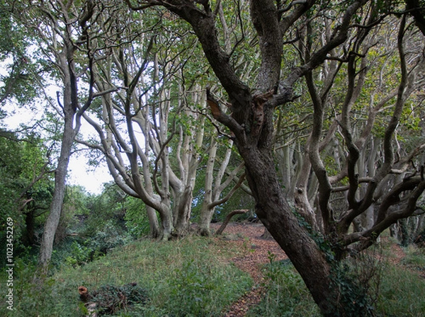 Obraz Trees in the forest