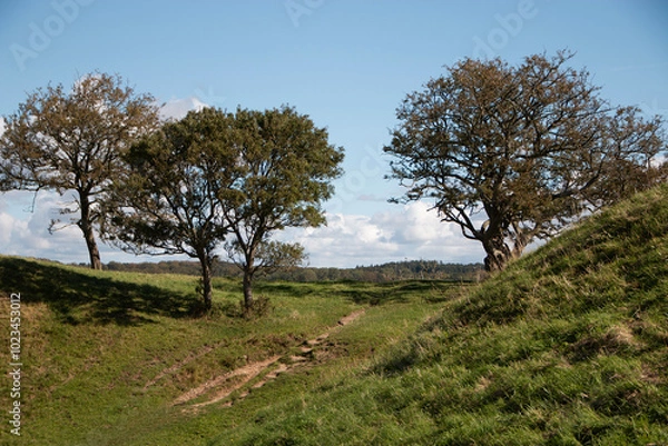 Obraz trees in the field