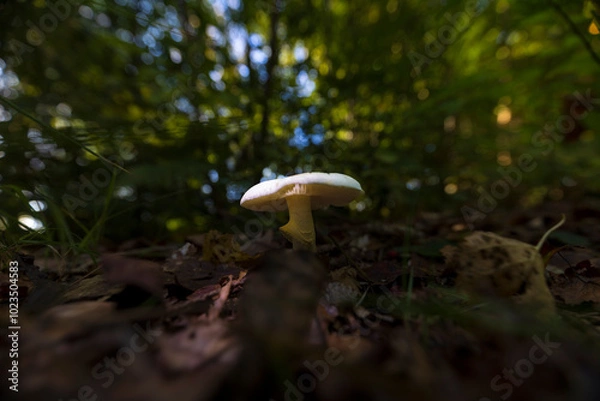 Obraz Pilzfotografie