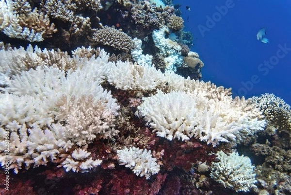 Fototapeta Coral bleaching of Acropora hard corals  - process when corals become white. Global warming impact.