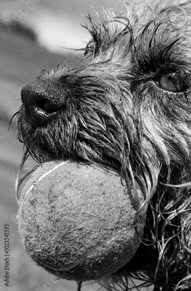 Fototapeta black and white photo of a wet dog with ball