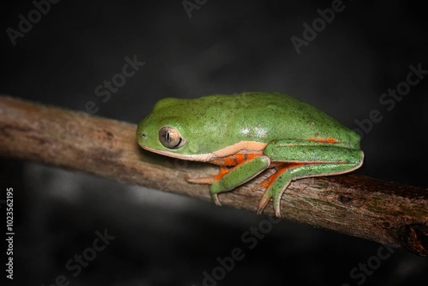 Obraz Southern Orange-legged Leaf Frog resting on a branch with a soft light and dark background