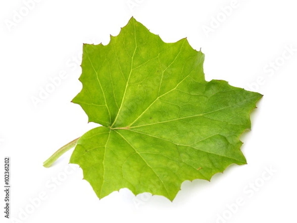 Obraz Leaf from a coltsfoot plant isolated on white background