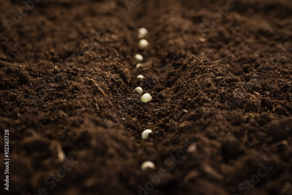 Obraz Sadzenie nasion