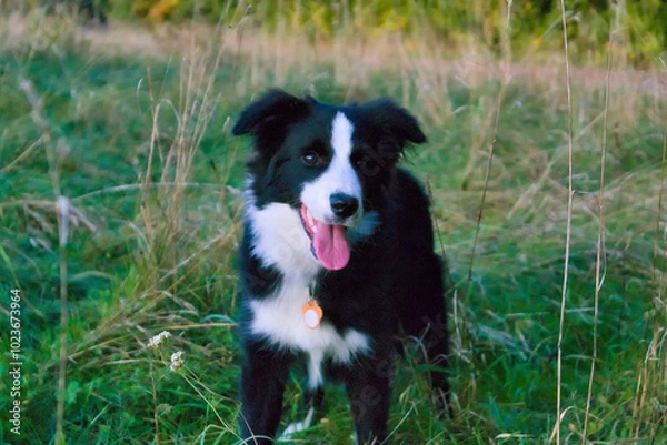 Fototapeta standing border collie dog looking at the camera