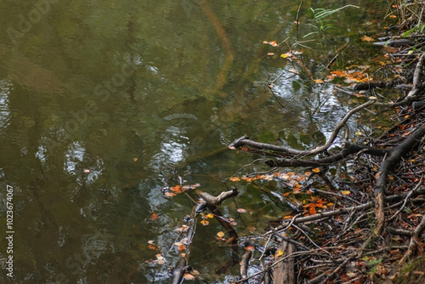 Obraz Autumn forest lake with fallen leaves and reflections of trees in water