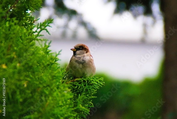 Fototapeta sparrow looking at a tree