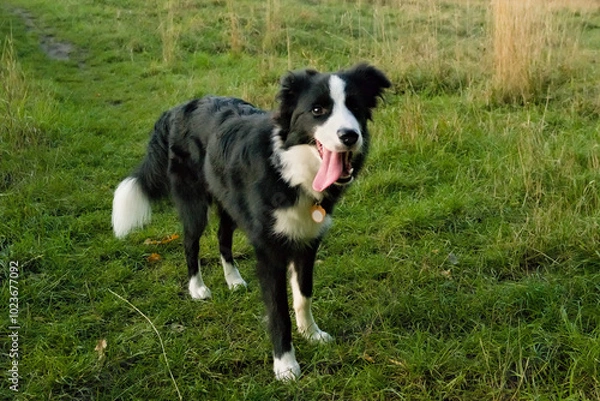 Fototapeta out of breath border collie dog walking towards the camera