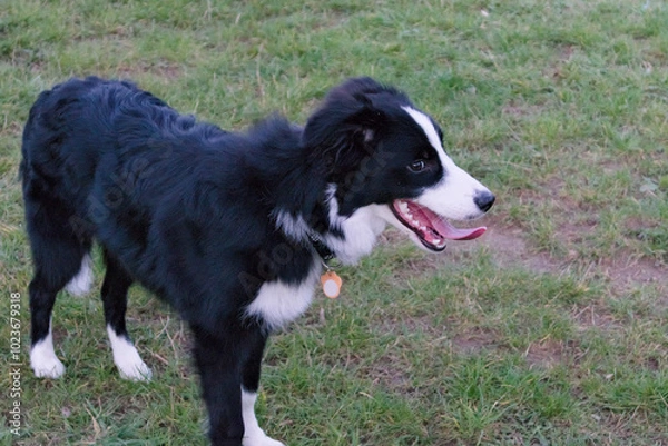 Fototapeta border collie dog squinting at the camera with his tongue hanging out
